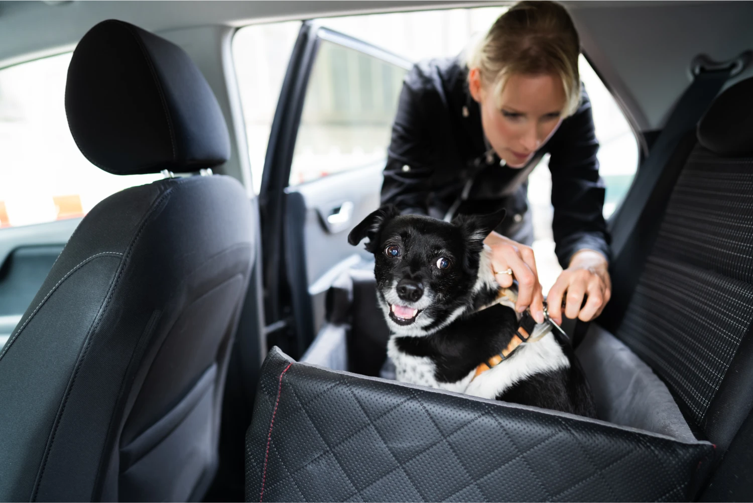 Rottweilers Dog Car Seat Belt for BMW 3 Series