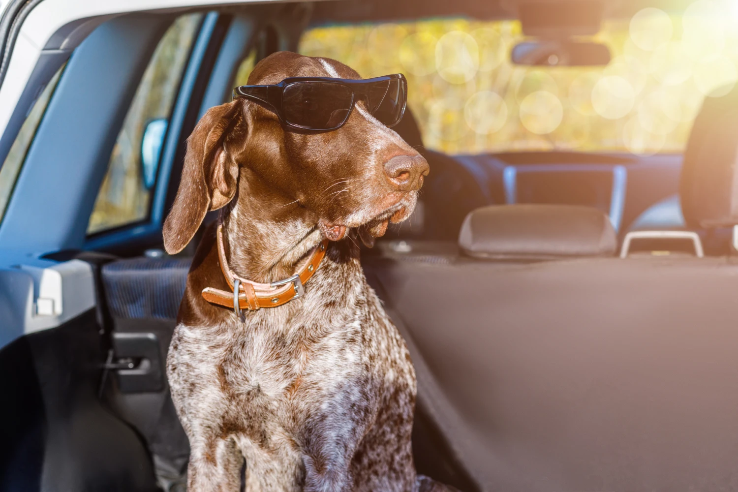 Toyota Camry back seat cover for German Shorthaired Pointers