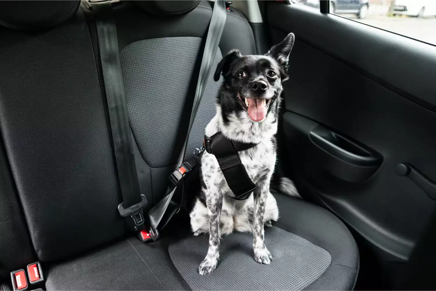 Australian Cattle Dogs  Dog Safety Belt for Toyota Camry