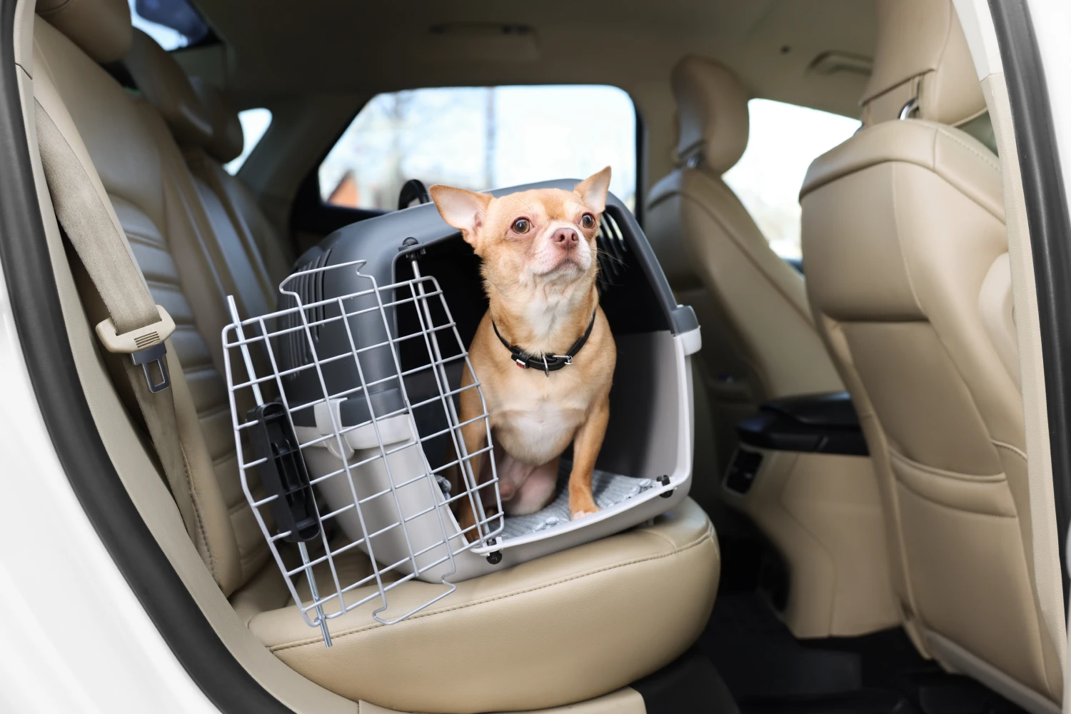 Dog Carrier Purse for Chihuahua
