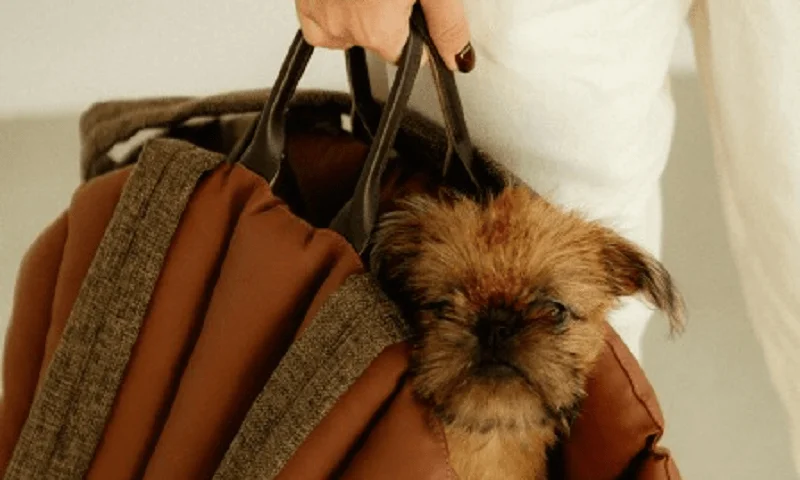 Ford Explorer Dog Carrier Car Seat for Parson Russell Terrier