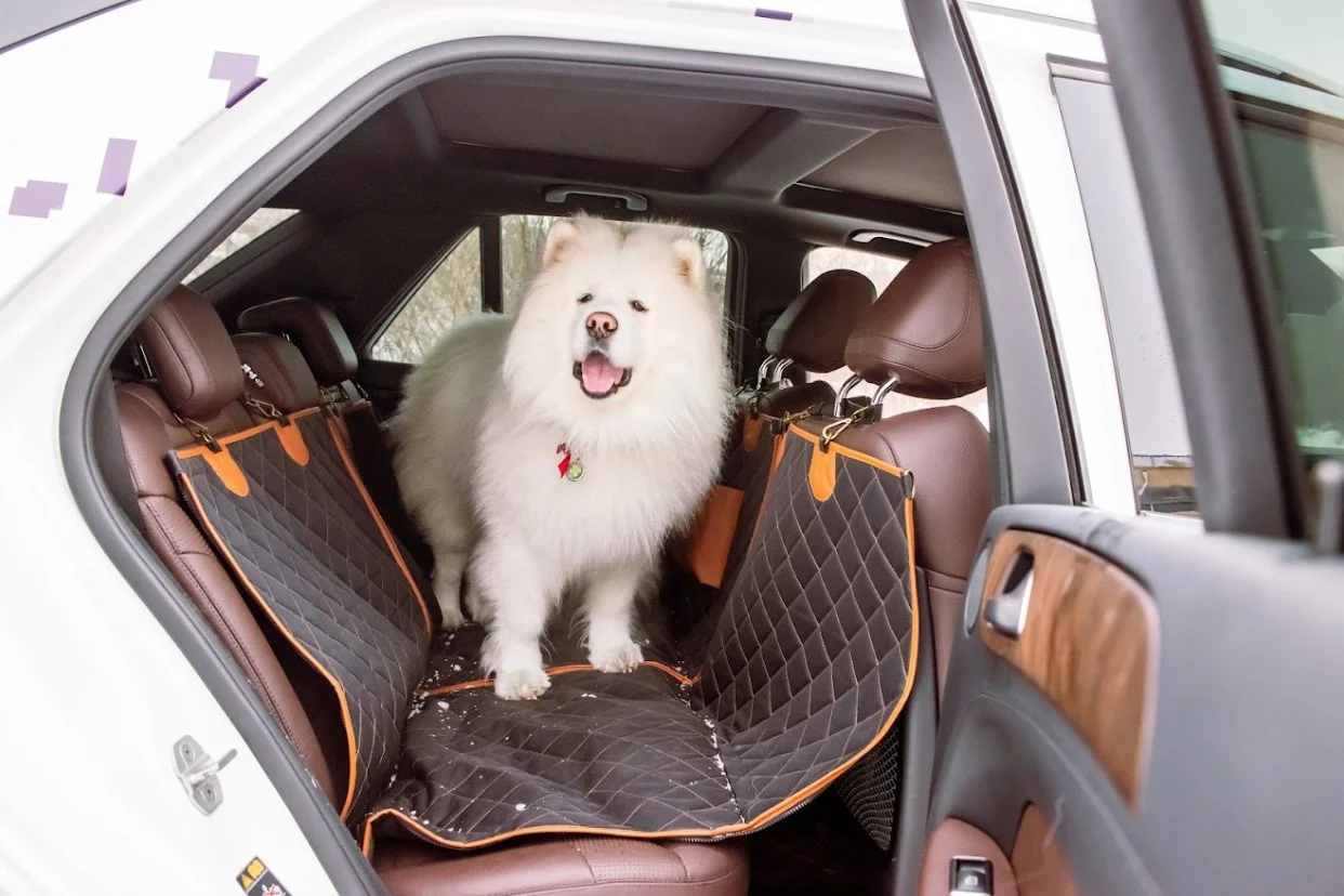 Toyota Camry back seat cover for German Shorthaired Pointers