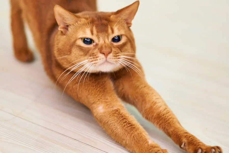 Cat Exercise Tunnel Toy