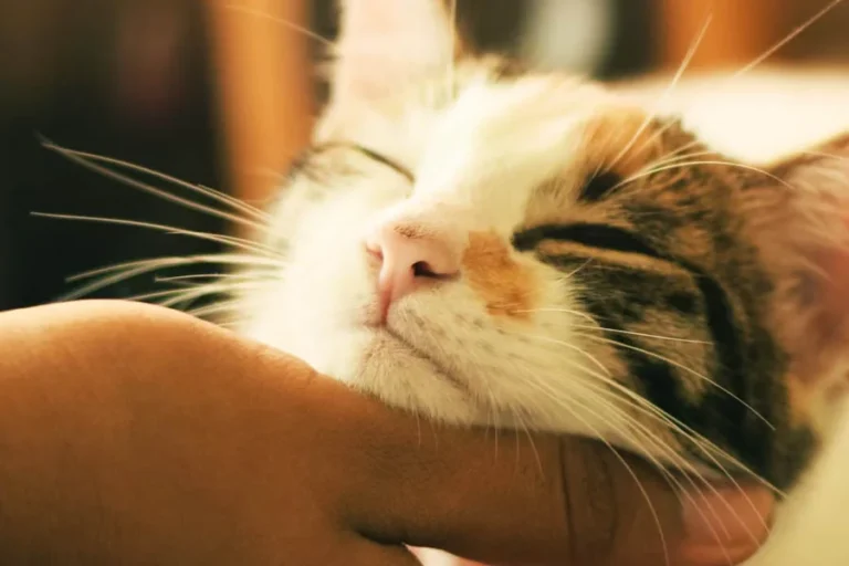 Pet Tunnel for Cats and Kittens