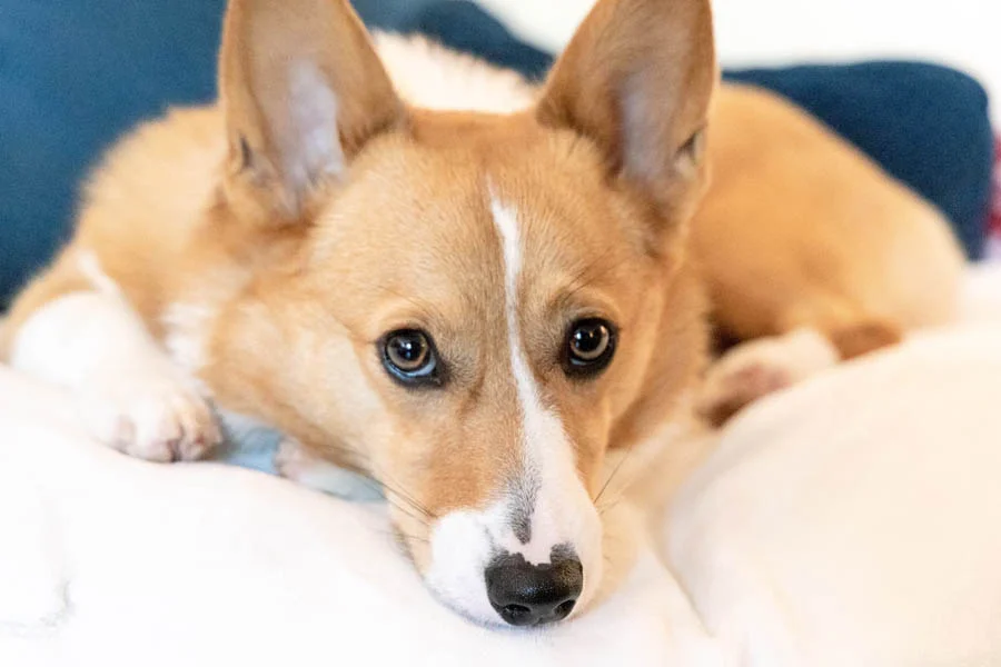 Easy to Clean Pet Grooming Glove